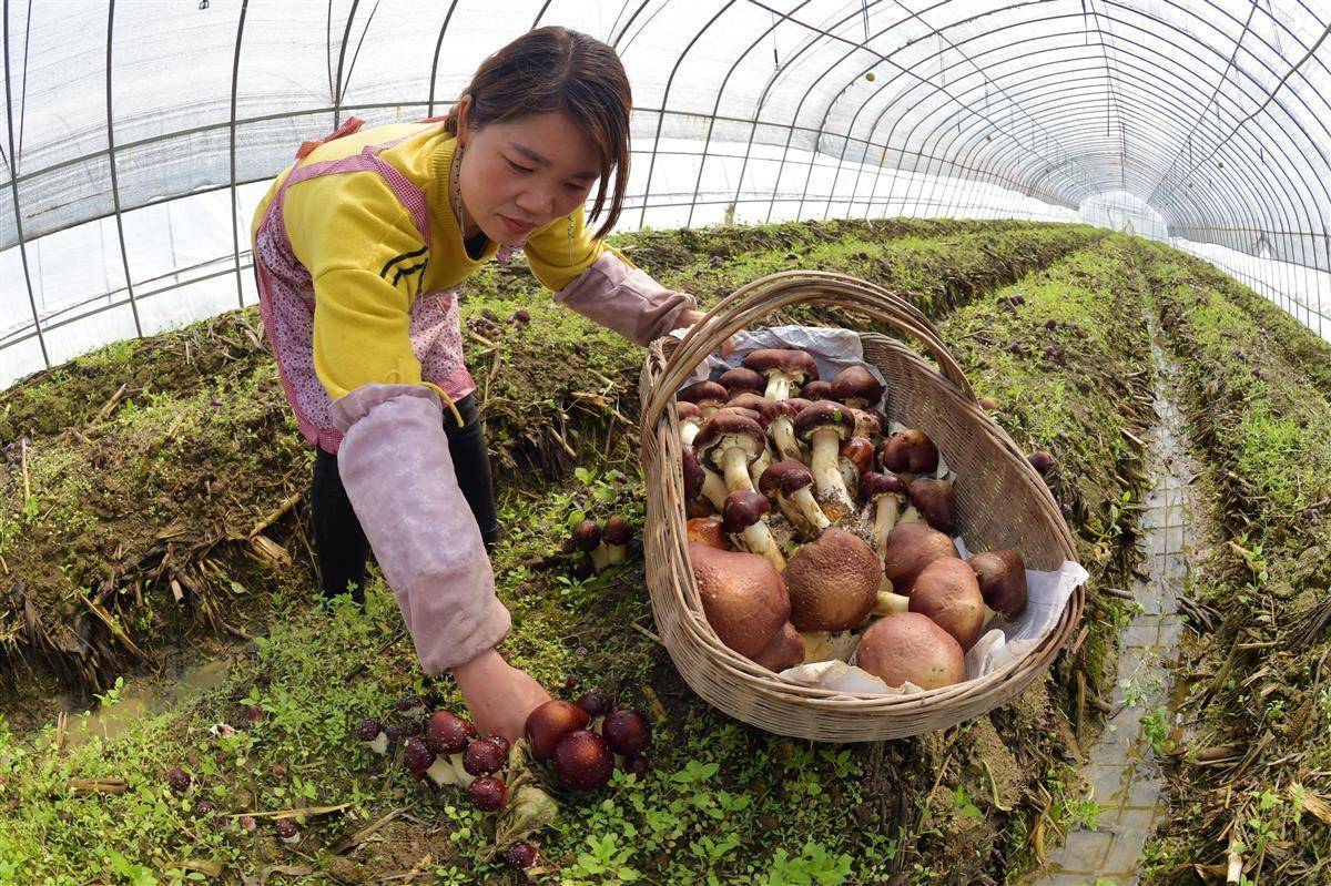 捕鱼大作战电脑版下载